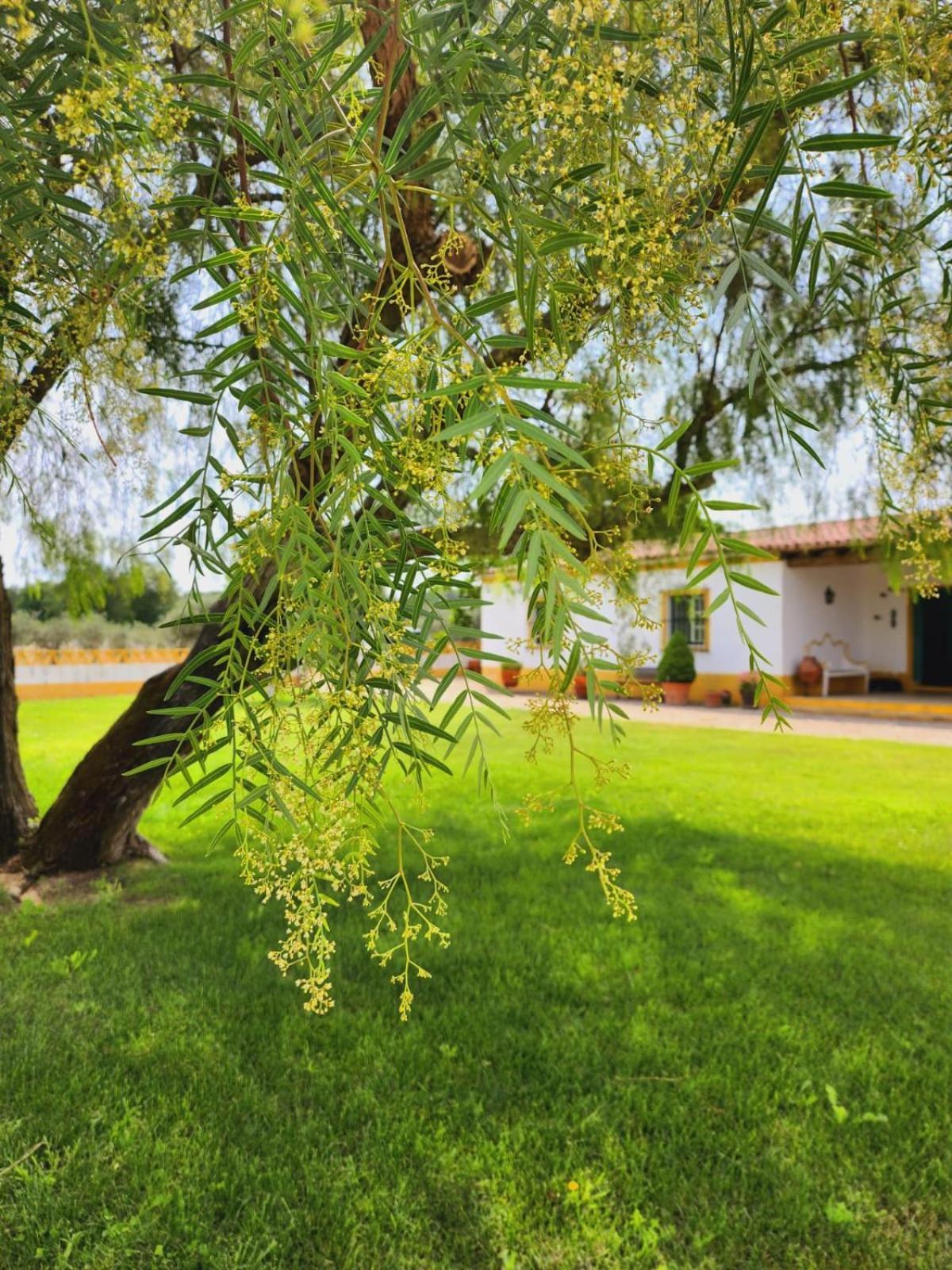 Vila Montinho Do Palanque Viana do Alentejo Exteriér fotografie